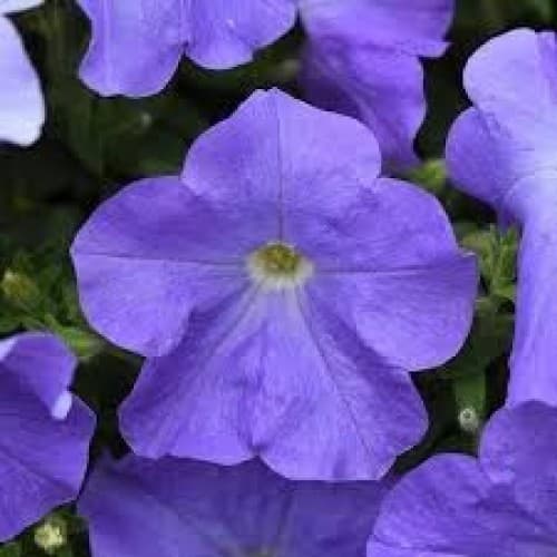 Sky Blue Wave Petunia