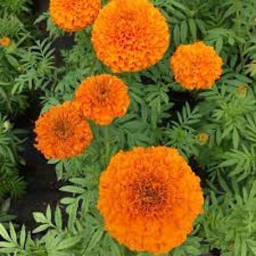 Inca Orange 2 Marigold