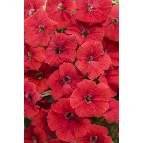 Red Petunia