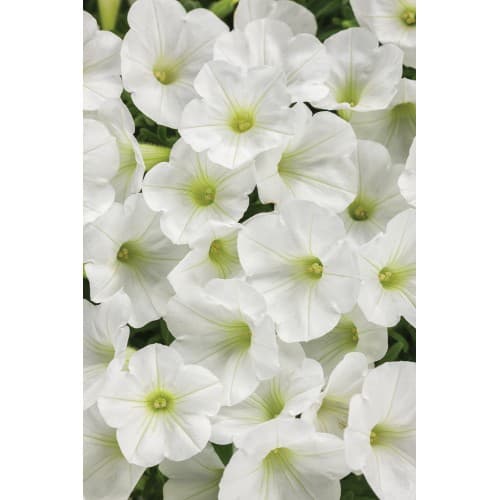 White Petunia