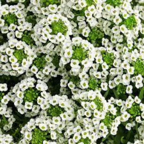 White Alyssum