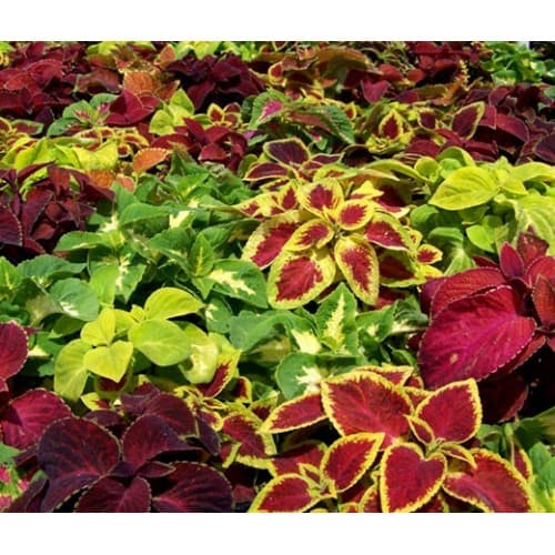 Mixed Coleus