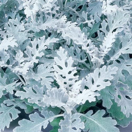 Dusty Miller