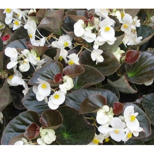 Bronze Leaf White Begonia