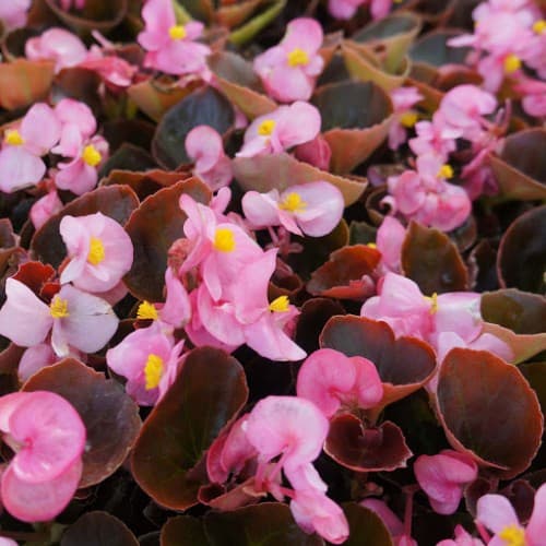 Bronze Leaf Pink Scarlet Begonia