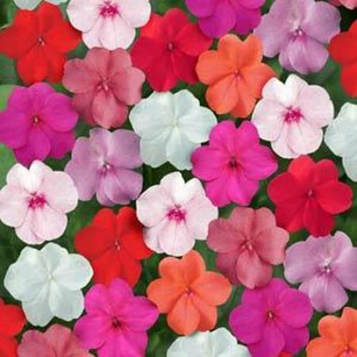 Mixed Impatiens