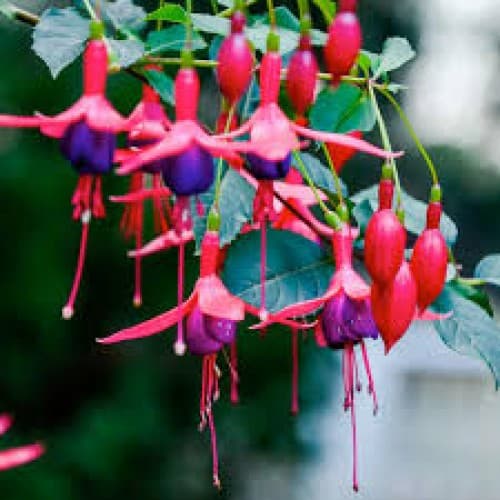 Fuchsia Hanging Basket