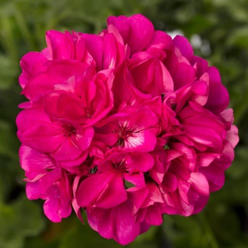 Candy Pink Geranium