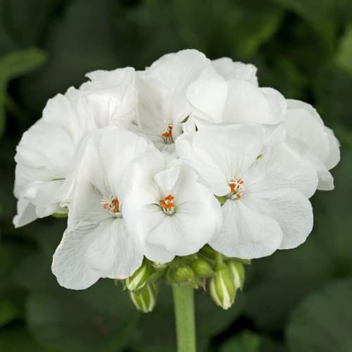 White Geranium