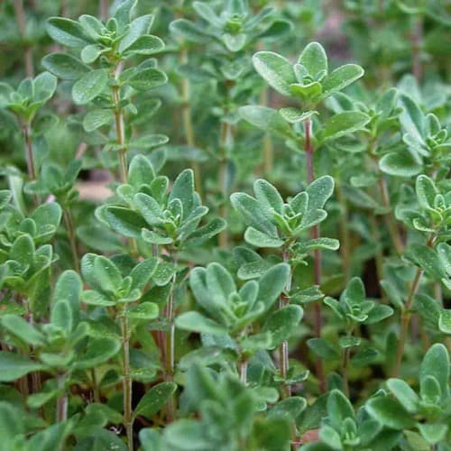 Thyme