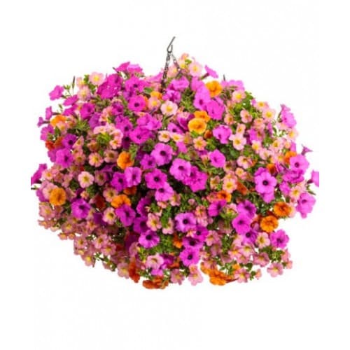 Tropical Sorbet Basket