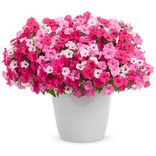 Above & Beyond Basket