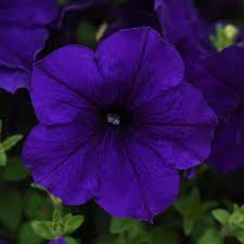 Blue Wave Petunia Basket