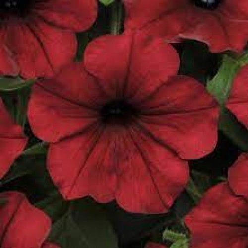 Red Wave Petunia