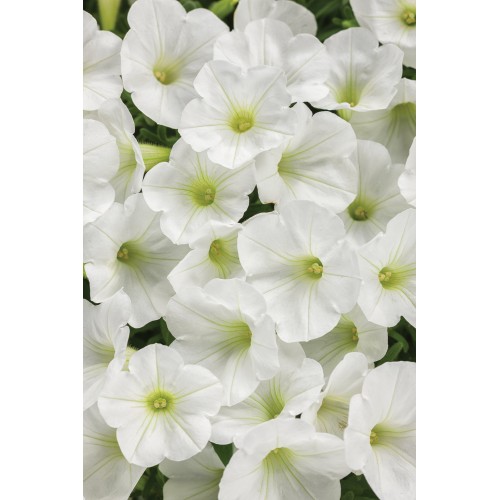 White Wave Petunia