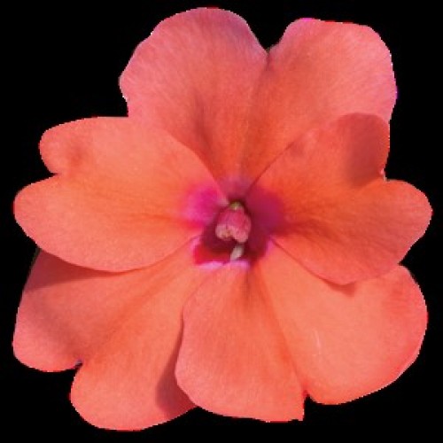 Salmon Sunpatiens
