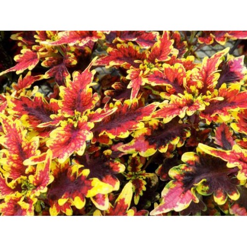 Stained Glassworks Golden Gate Coleus