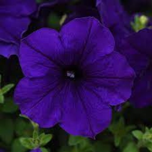 Blue Wave Petunia