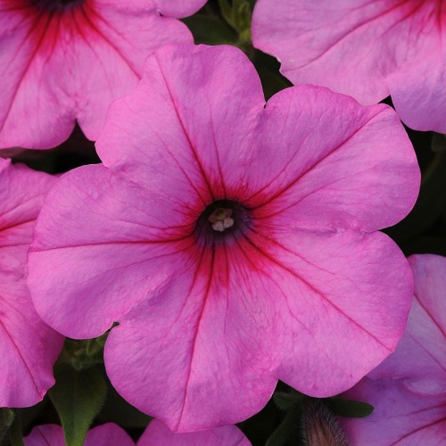 Pink Cosmo Wave Petunia