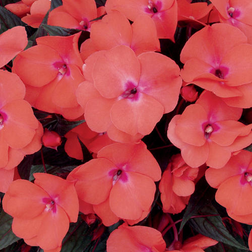 Salmon Impatiens