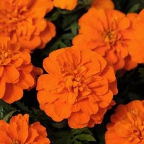 Hot Pak Orange Marigold