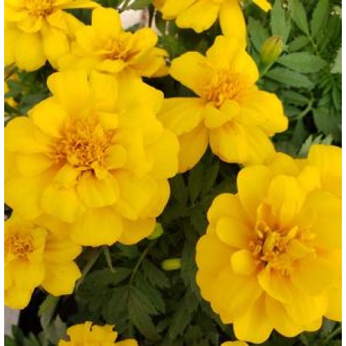 Hot Pak Yellow Marigold
