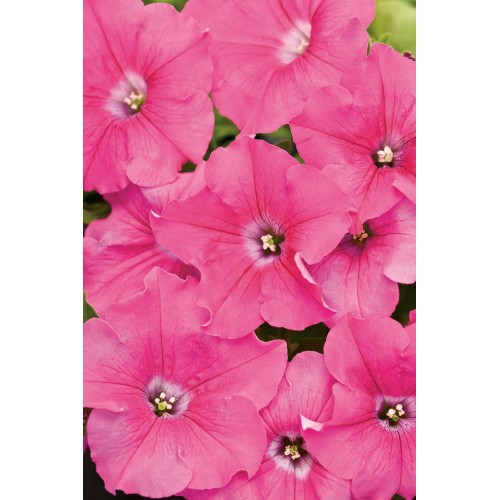 Pink Petunia