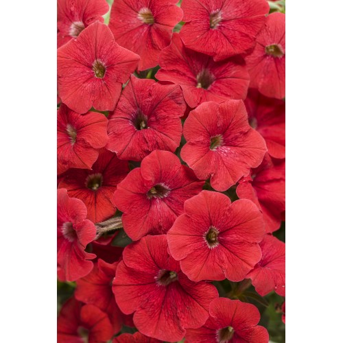 Red Petunia