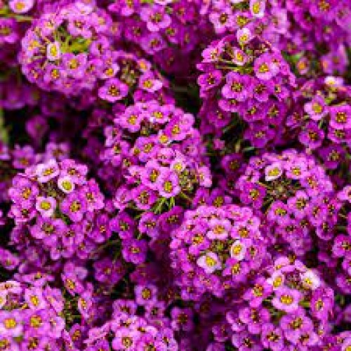 Purple Alyssum