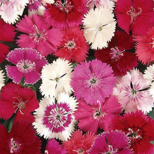 Mixed Dianthus