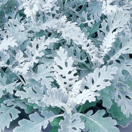 Dusty Miller