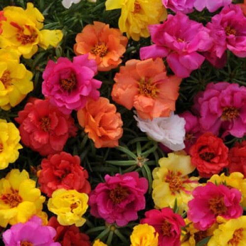 Mixed Portulaca