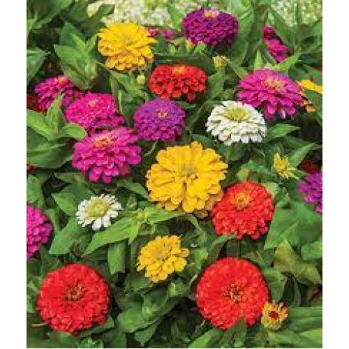 Short Mixed Zinnias