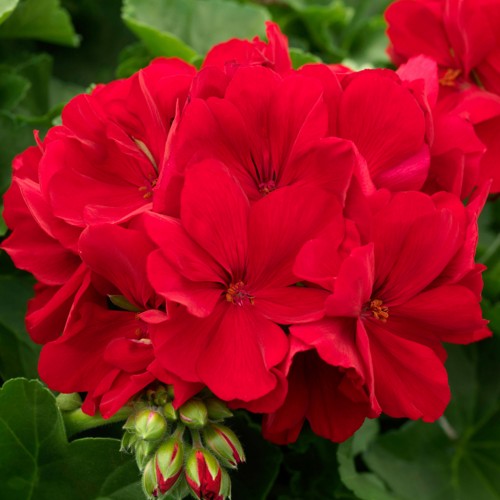 Red Geranium