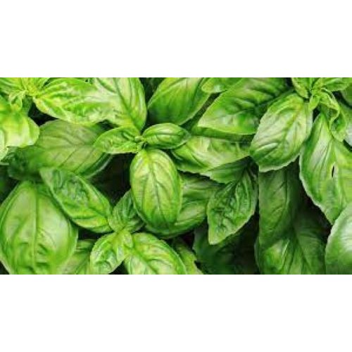 Basil