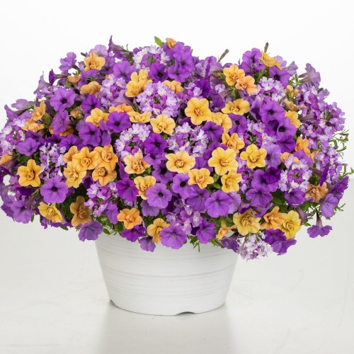 Polar Peach Combo Basket