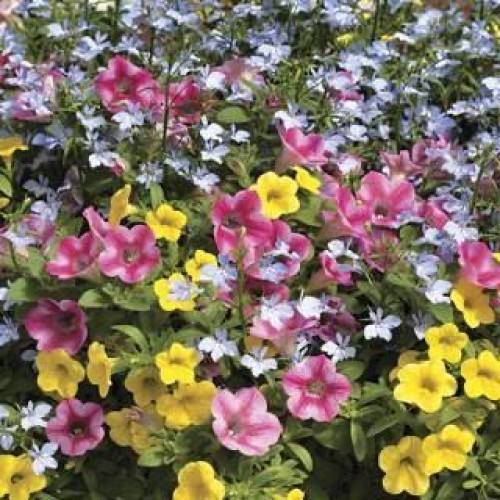 Pink Lemonade Basket