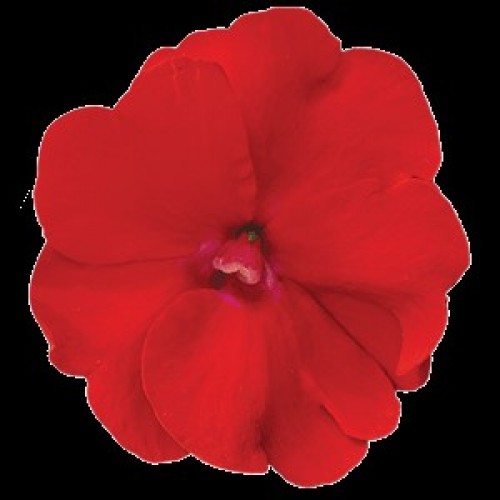 Red New Guinea Basket