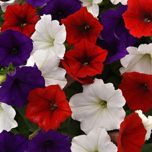 Red White & Blue Petunia Basket