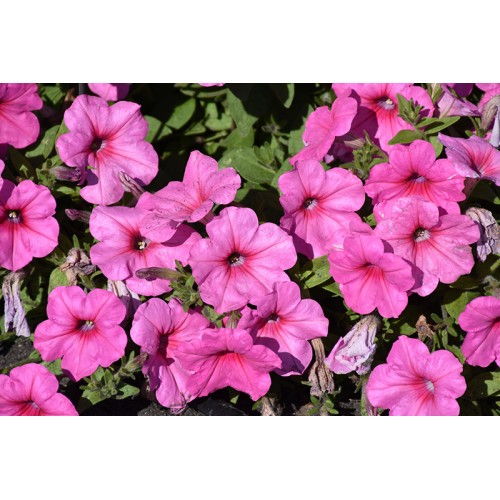 Pink Cosmo Petunia Basket